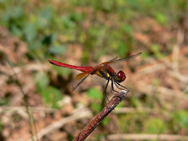 e0002314_21535680.jpg