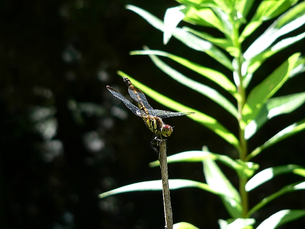 e0002314_2158266.jpg