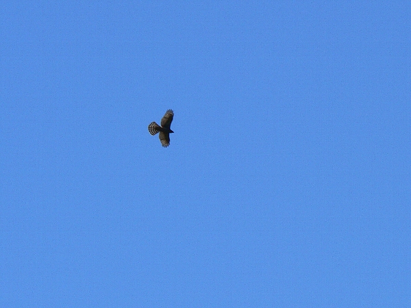 e0002314_22253218.jpg