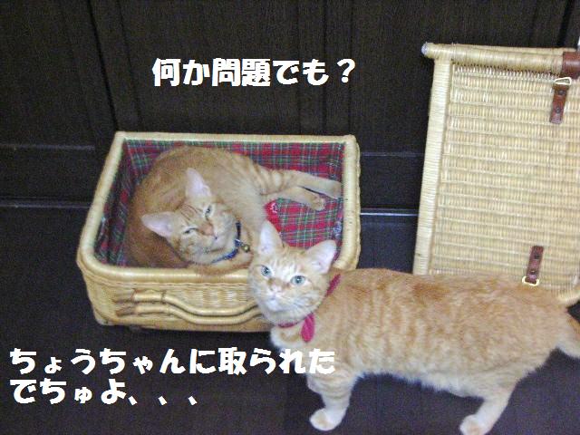 d0081025_21155287.jpg