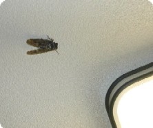 f0096147_16105776.jpg