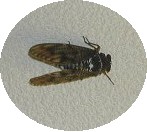 f0096147_16461544.jpg