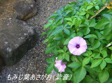 a0077870_14323860.jpg