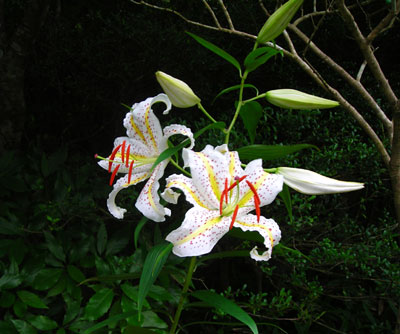 e0097770_1103413.jpg