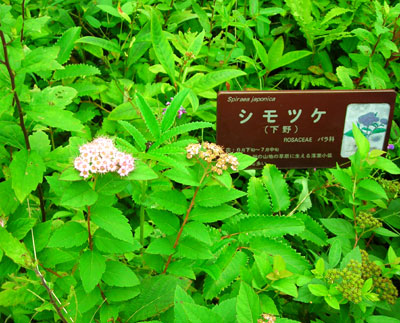 e0097770_1114137.jpg
