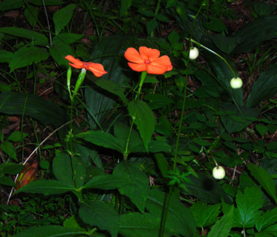 e0097770_112445.jpg