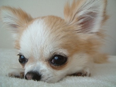 a0079803_0441445.jpg