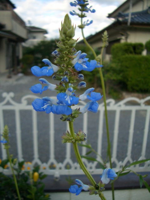 c0132205_11501615.jpg