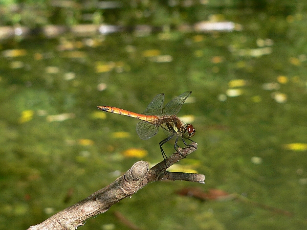 e0002314_2253275.jpg