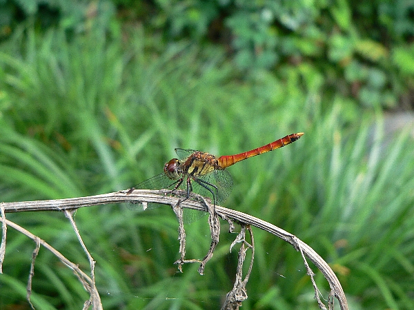 e0002314_226267.jpg