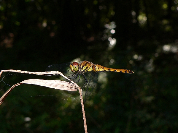 e0002314_2264357.jpg
