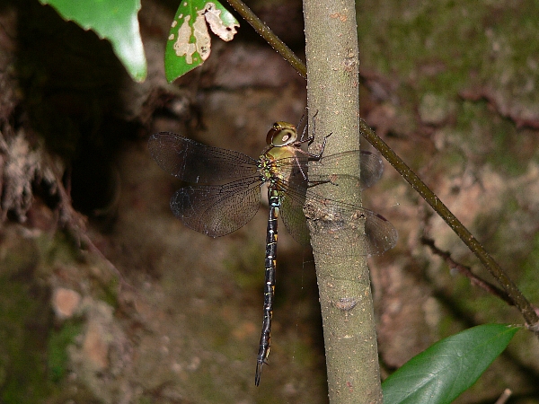 e0002314_2295259.jpg