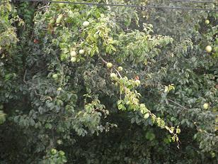 b0116703_1931568.jpg