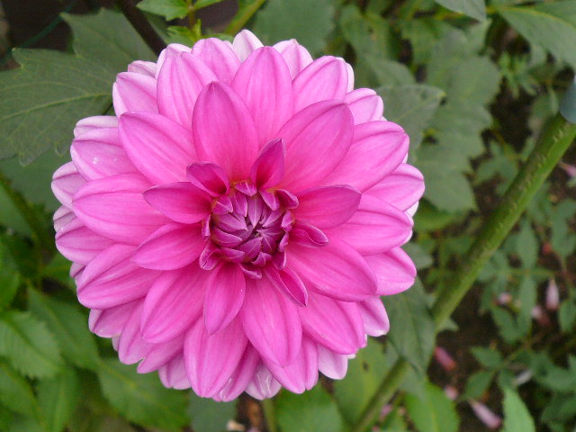 e0026017_1531572.jpg