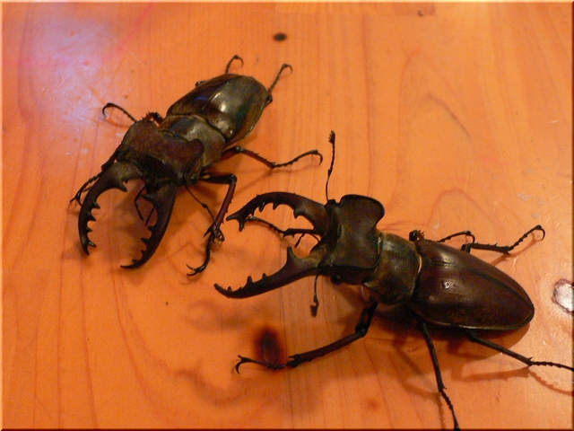 d0092026_2159518.jpg