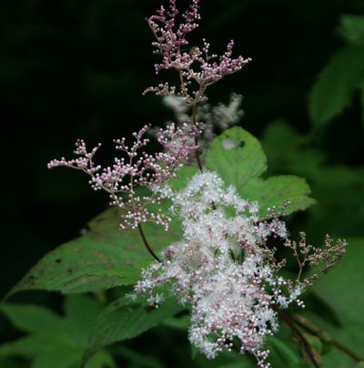 c0104227_17534916.jpg
