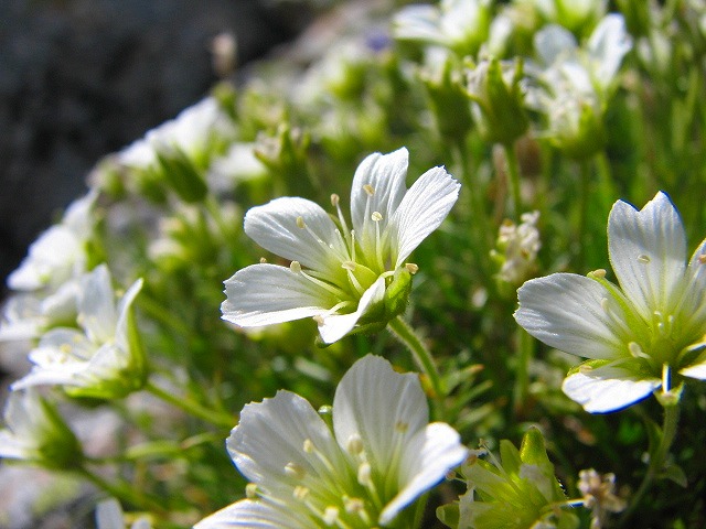 b0097836_1012554.jpg