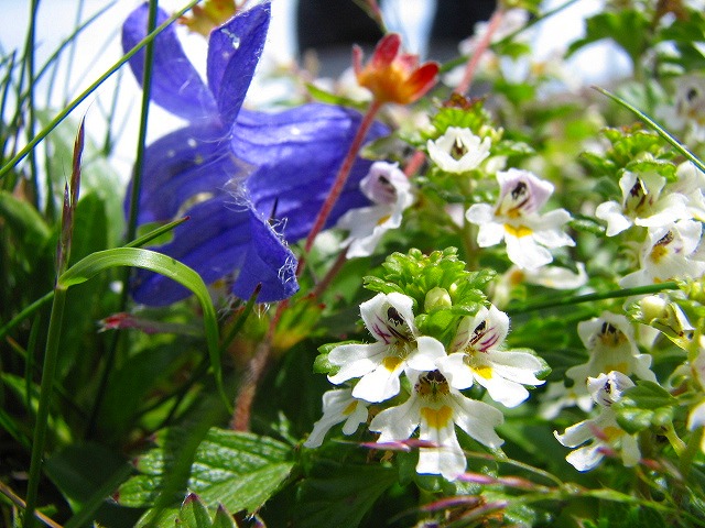 b0097836_1024278.jpg