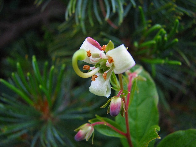 b0097836_10313426.jpg