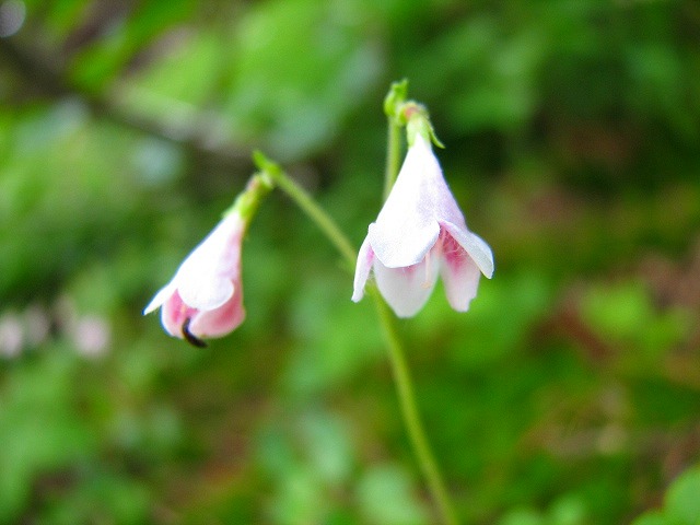 b0097836_10333461.jpg