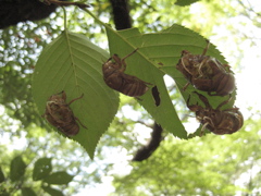 f0140454_16291818.jpg