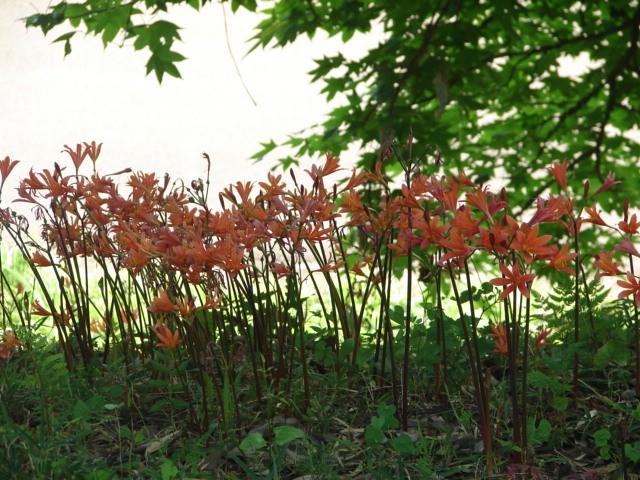 b0061261_21412432.jpg