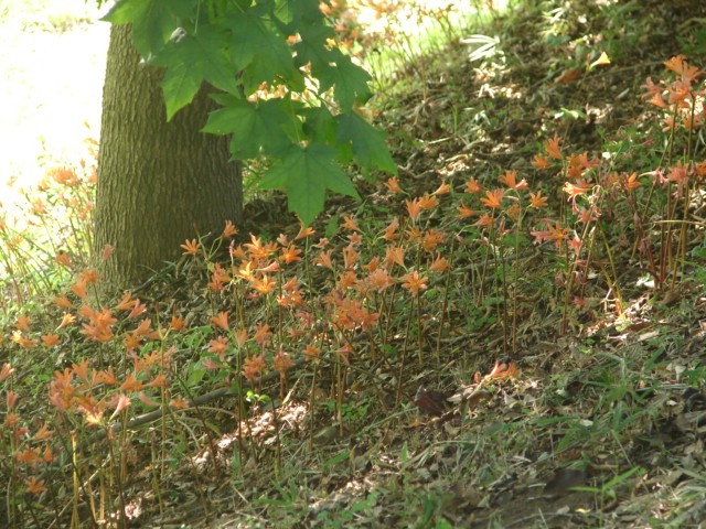 b0061261_21431330.jpg