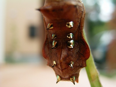 e0000968_2092052.jpg