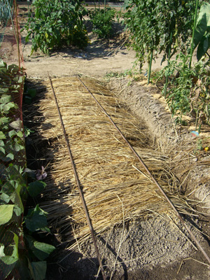 f0070493_2042422.jpg
