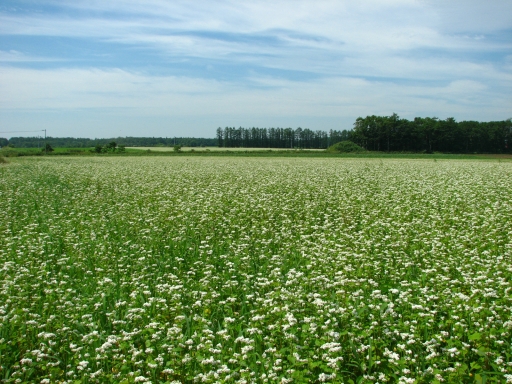f0020302_2171576.jpg