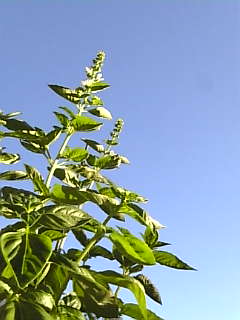 c0069552_22302856.jpg