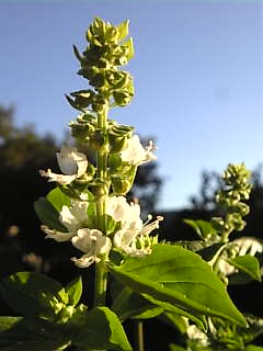 c0069552_22302875.jpg