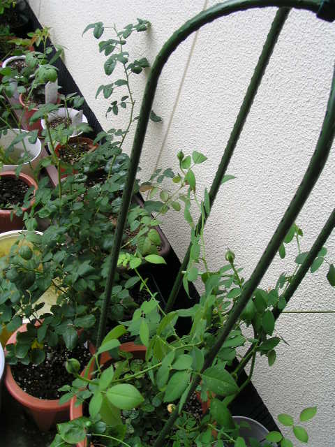 f0074659_1524155.jpg