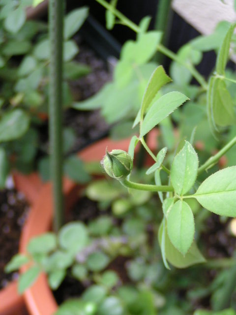 f0074659_15281277.jpg