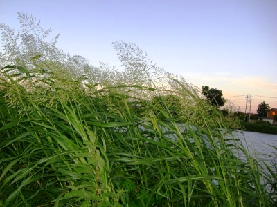 c0078480_017780.jpg