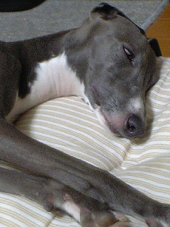 c0003217_2322831.jpg