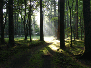e0080117_21504566.gif