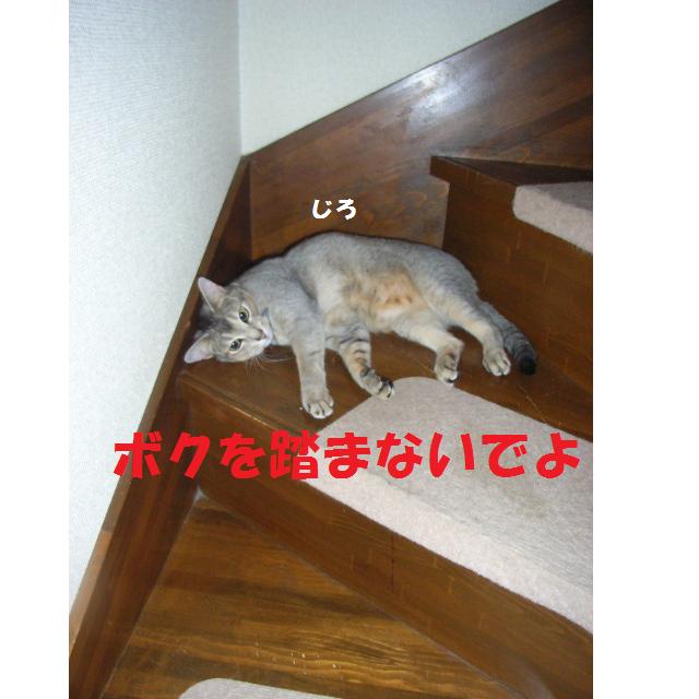 d0081025_19255620.jpg