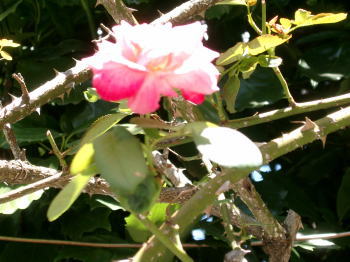 a0085663_22473732.jpg