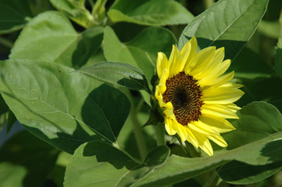 c0050264_1737669.jpg