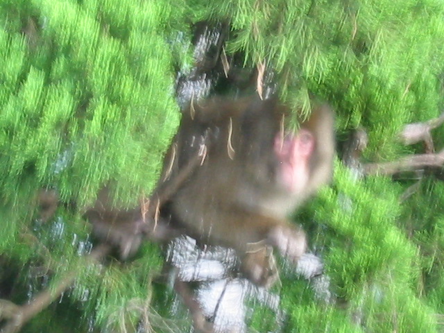 d0094868_622597.jpg