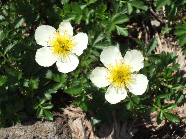 e0064133_2281572.jpg