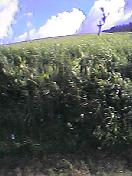c0052042_23383895.jpg