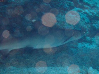 b0020307_153747100.jpg