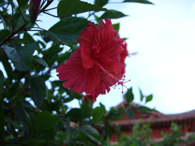 b0020307_17241543.jpg