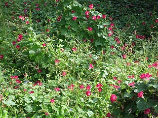 e0033013_2248123.jpg