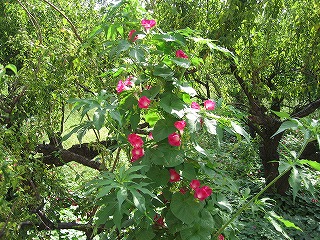 e0033013_2249187.jpg