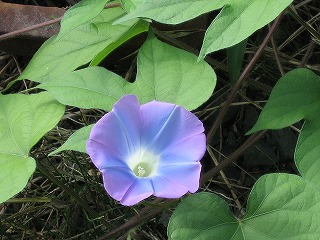 e0033013_22523011.jpg