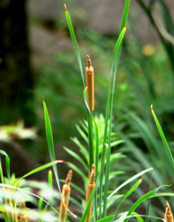 d0091754_33875.jpg
