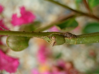 e0000968_21101795.jpg